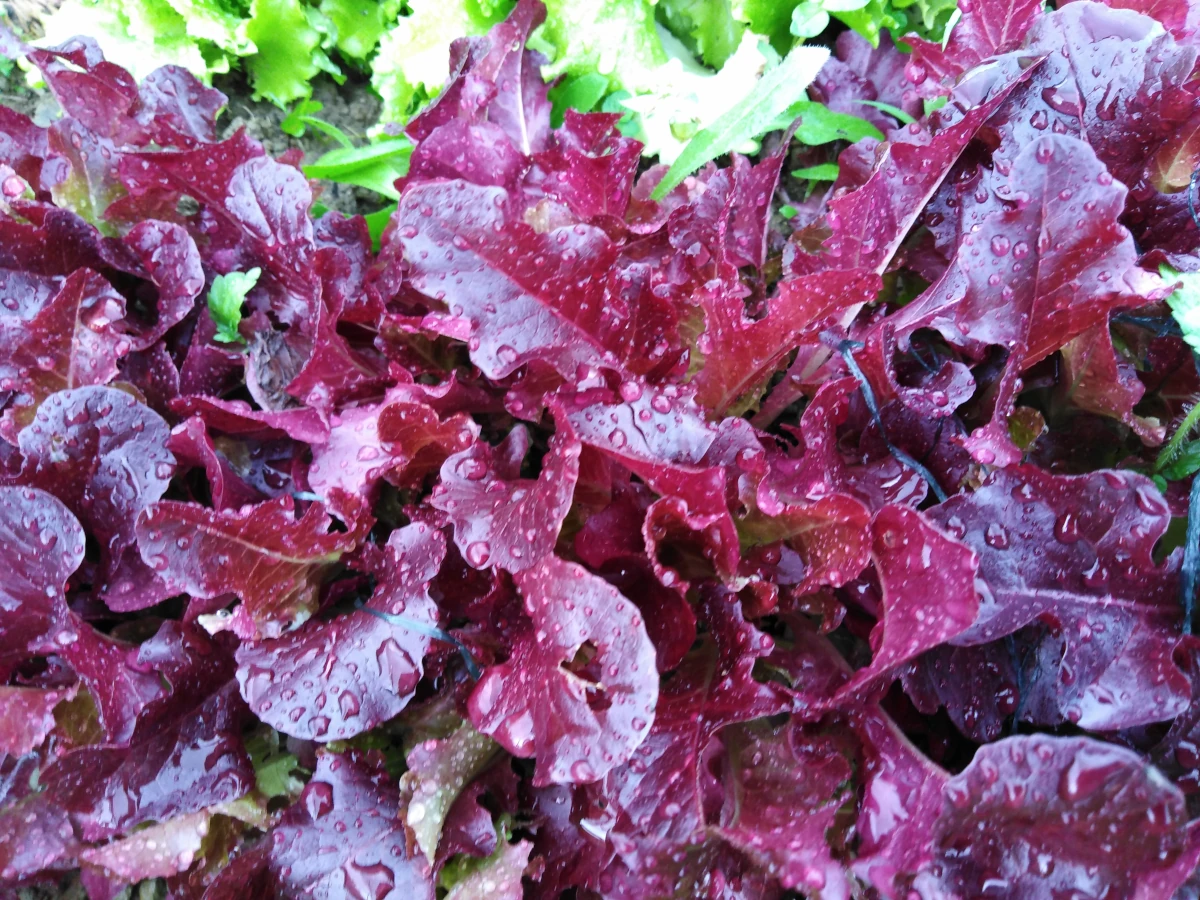 Red salad in the garden